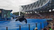 PICTURES/Disney, Shamu &  Potter/t_Orcas Jumping6.jpg